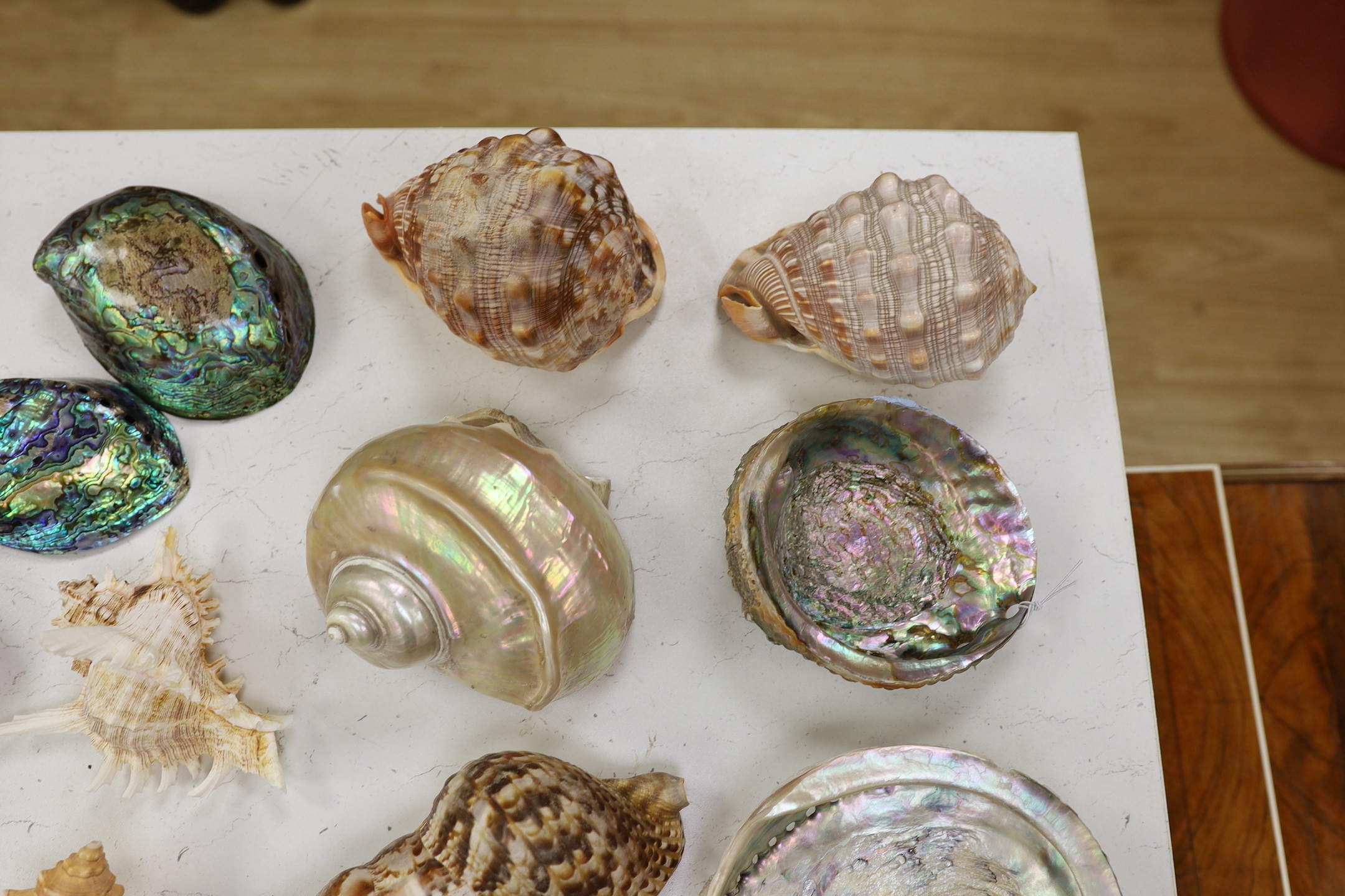 A collection of assorted seashells and two star fish